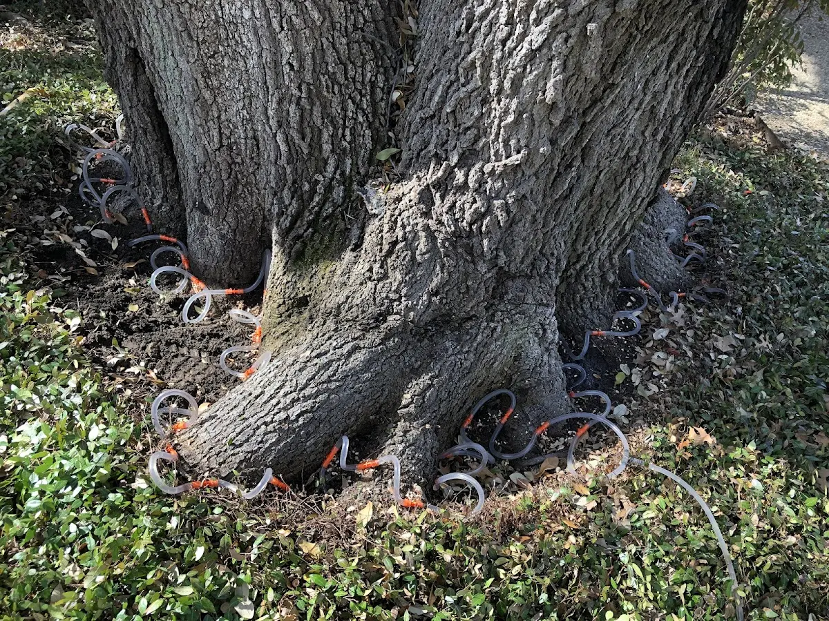 Detailed Tree Cabling and Bracing job site in Strausstown