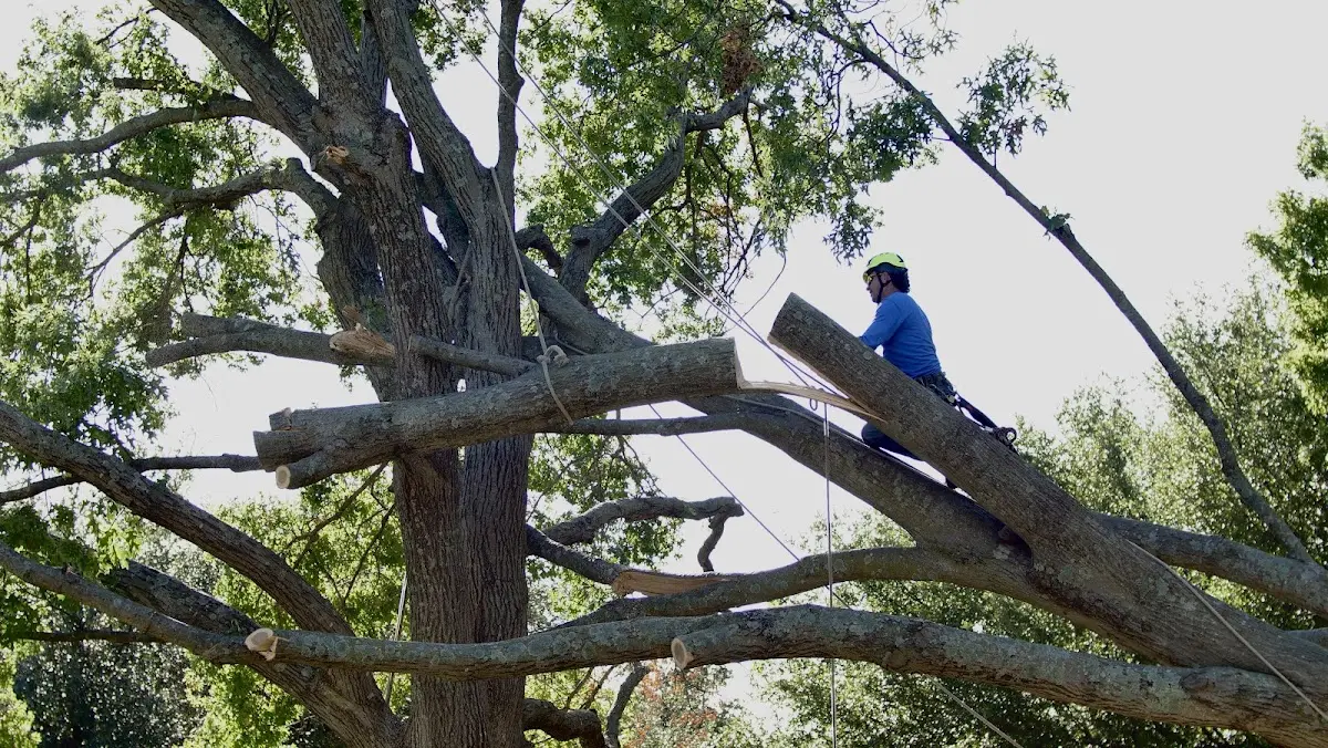 Professional Crown Thinning performed by certified arborists in Strausstown