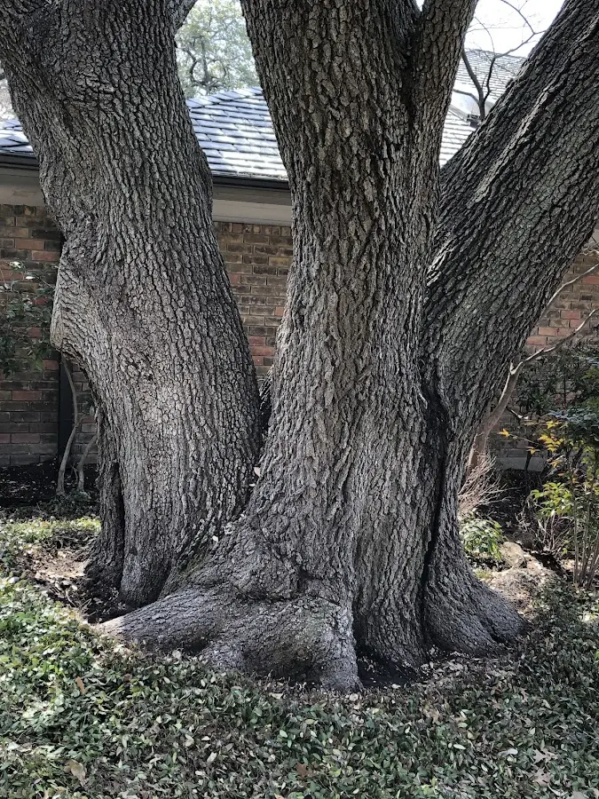 Mature heritage tree close to a Strausstown property cared for by certified arborists